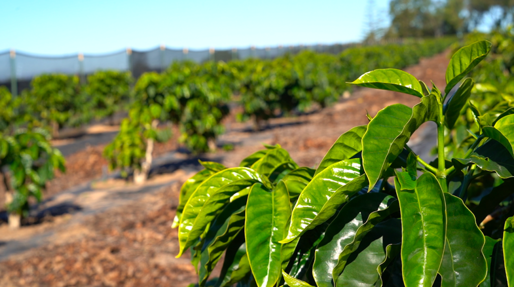 Local Spotlight: Quail Haven Farm in&nbsp;Leucadia